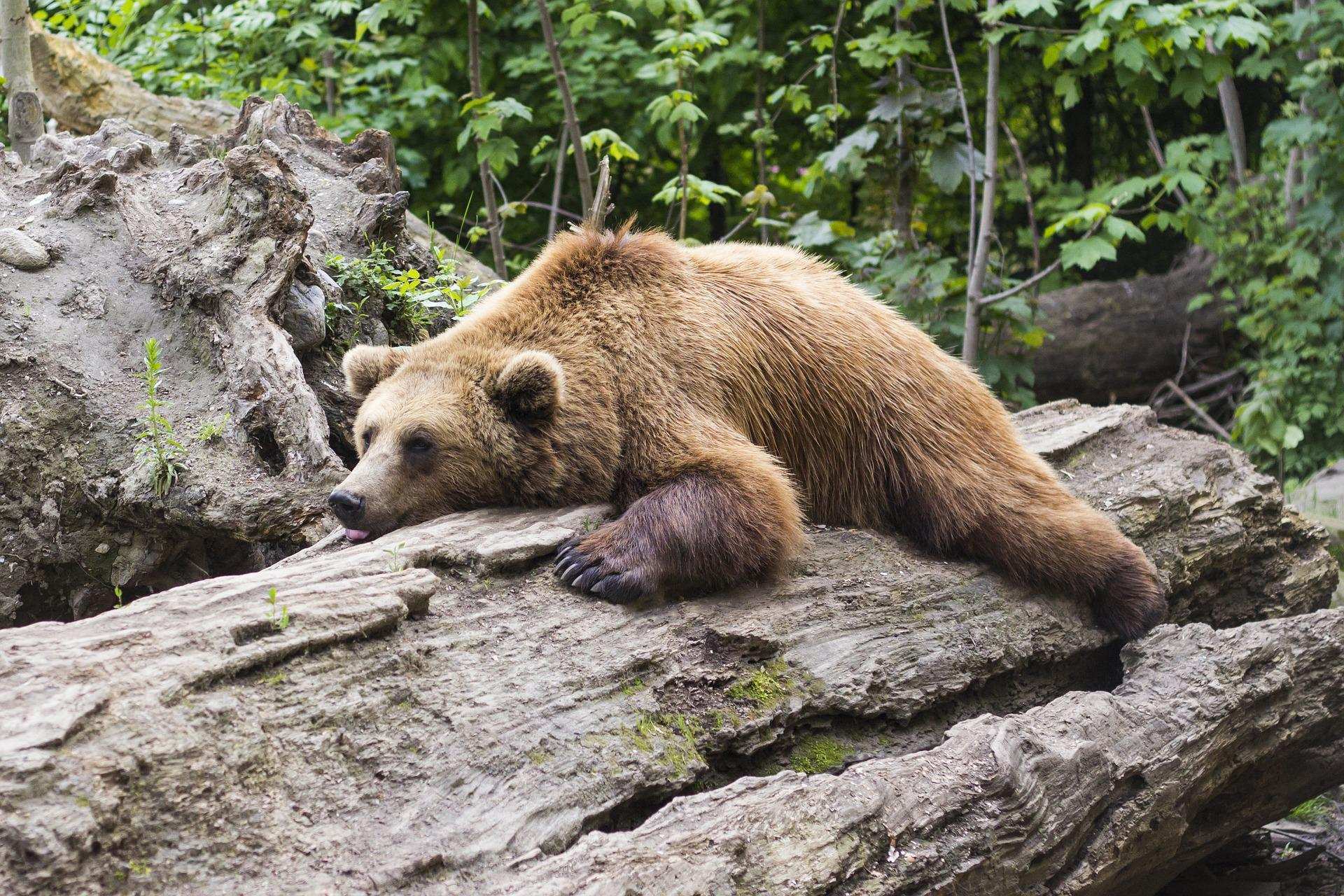 Apprenez à utiliser correctement les répulsifs contre les ours
