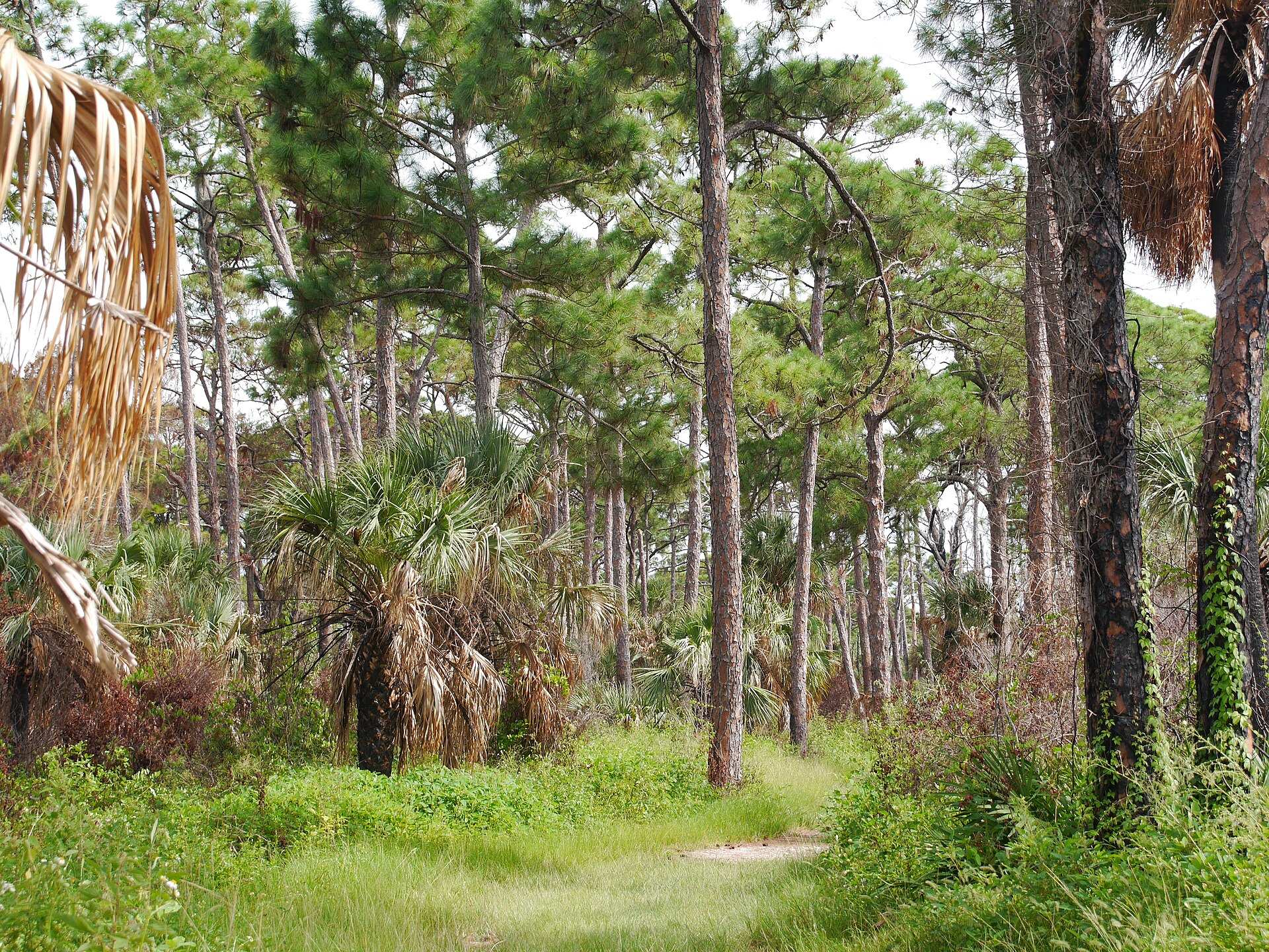 Parc d'État Honeymoon Island