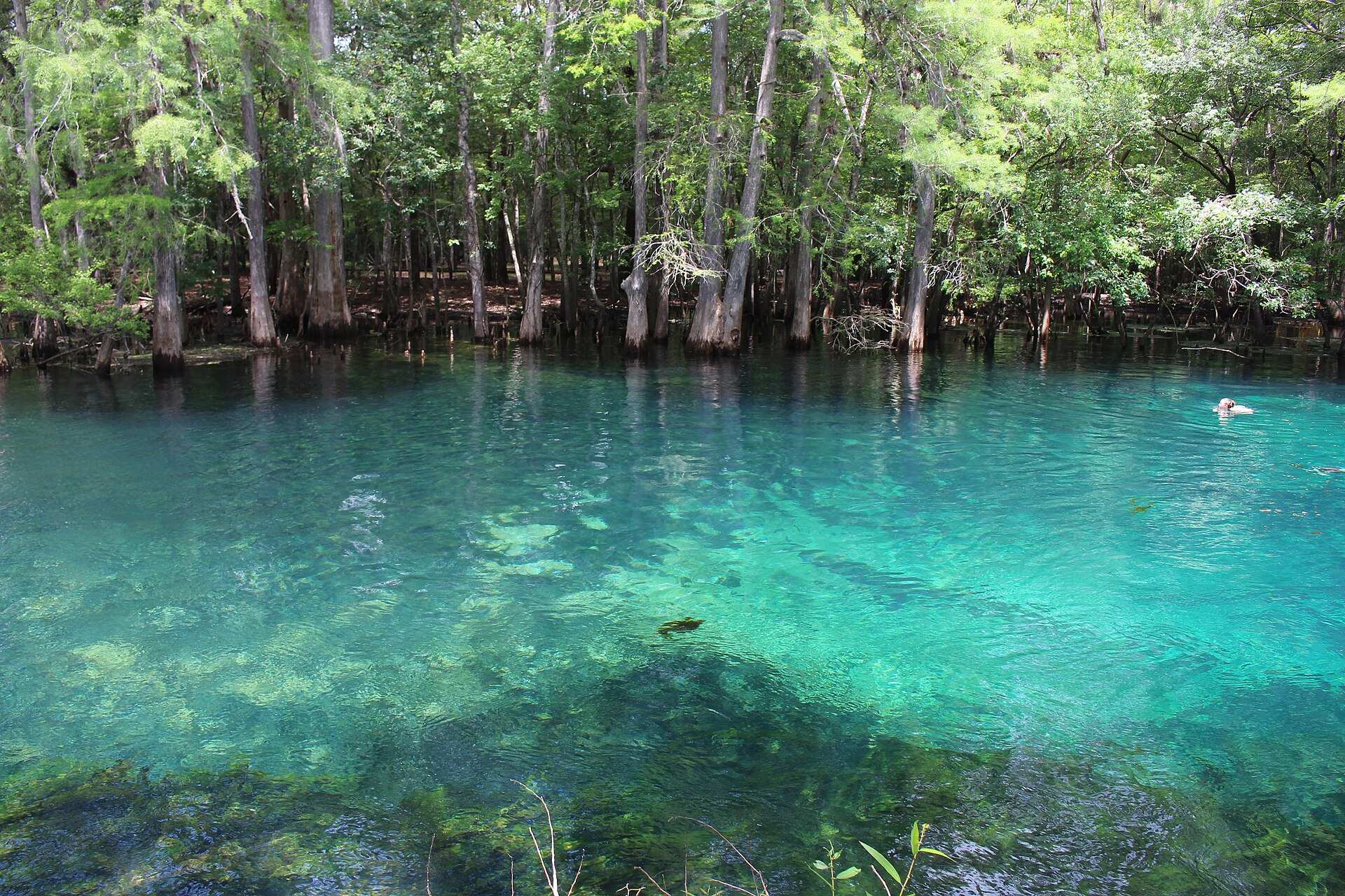 Parc d'État Manatee Springs – camping